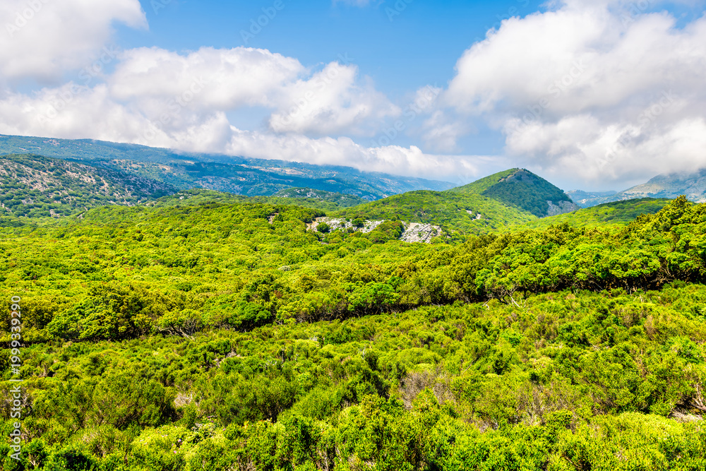 Obraz premium Randi forest of Ikaria island, Greece with ancient Greek oak trees at Sierra Atheras mountains on hiking trail from Raches to Magganitis