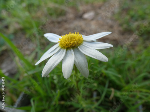 Fiore