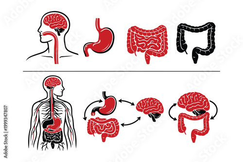 Human digestive and nervous system connection illustration Vector