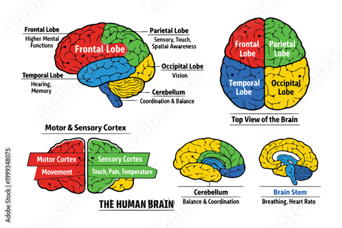 Photos Colorful diagram of human brain lobes and functions Vector