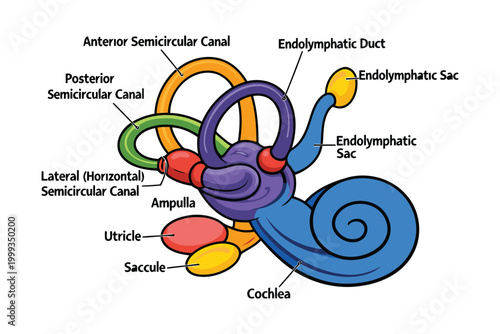 Tableau sur toile Anatomical illustration of human inner ear with labeled parts Vector