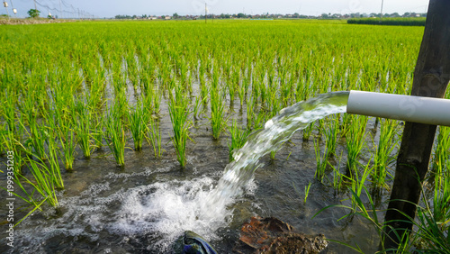 Foto Irrigation of rice fields using pump wells with the technique of pumping water from the ground to flow into the rice fields