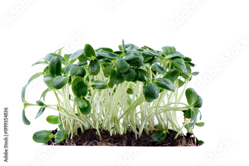Organic Sunflower Microgreens Sprouts Growing against White Background. Healthy edible sprouts rich in nutrients, ideal for concepts of organic food, urban farming and healthy nutrition.