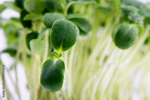 Organic Sunflower Microgreens Sprouts Growing against White Background. Healthy edible sprouts rich in nutrients, ideal for concepts of organic food, urban farming and healthy nutrition.