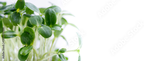 Organic Sunflower Microgreens Sprouts Growing against White Background. Healthy edible sprouts rich in nutrients, ideal for concepts of organic food, urban farming and healthy nutrition.