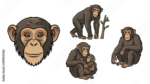 Photography Chimpanzee Vector Illustration Set Primate Monkey Wildlife Collection