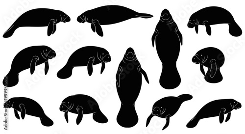 Fotografía Manatee Silhouettes Collection: Diverse Poses of Gentle Sea Cows