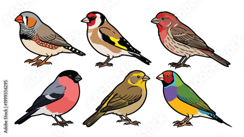 Finch Bird Vector Illustration Set Colorful Songbird Collection