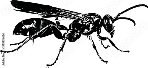 Black wasp insect illustration detailed side view drawing of a winged hymenoptera on white background