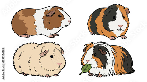 Schilderij op canvas Guinea Pig Variety Vector Set Cute Cavy Breeds and Fur Types