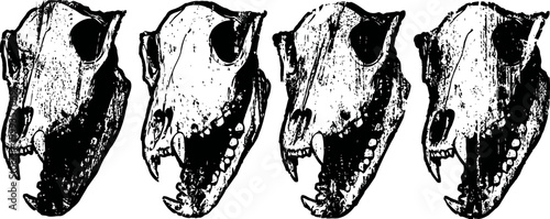 four black and white animal skulls in a row, detailed bone structure and teeth visible