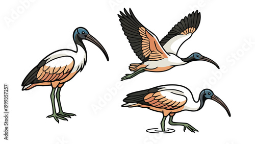 Canvas Print Ibis Bird Vector Set Standing Flying and Wading Poses