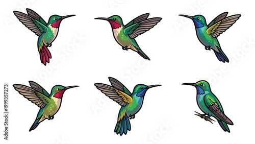 Hummingbird Vector Set Flying and Perching Colorful Tropical Birds