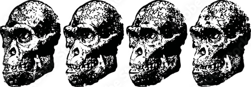 Four perspectives of an early human skull fossil showing detailed bone structure and cranial features