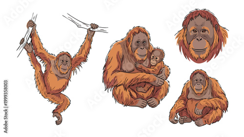 Orangutan illustration set with baby wildlife primate isolated on white background