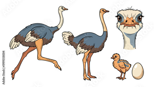 Ostrich illustration set with chick and egg isolated on white background