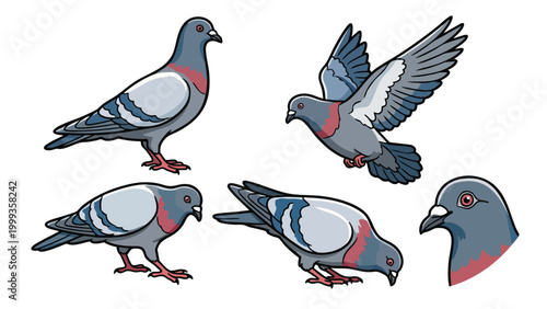 Pigeon bird set with flying standing and feeding poses vector illustration