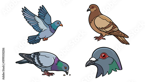 Pigeon bird collection with flying standing feeding and close up illustration
