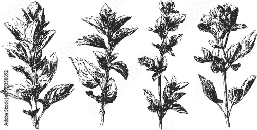 herbal plant sprigs with leaves illustration botanical garden herbs, natural organic greenery set