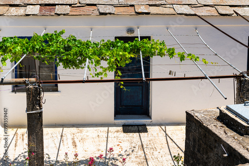 Red flowers and grapevine garden by door stone house in Perdiki village, Ikaria, Greece Greek island and green grape vine leaves plants on street