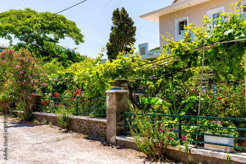 Perdiki village on Ikaria island, Greece home house villa by vegetable fruit garden, grape grapevine on trellis pergola at longevity blue zone