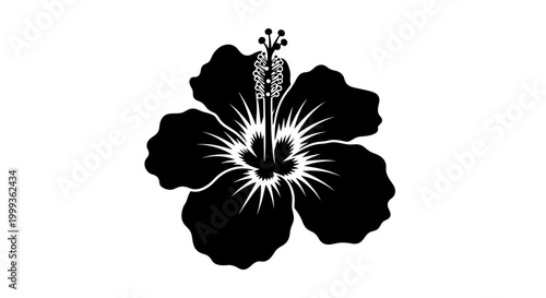 Black and white large hibiscus flower.