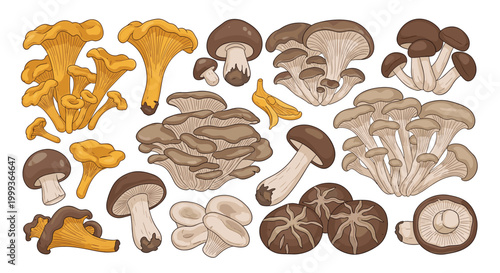 Large collection of different edible mushroom species including chanterelles and shiitake mushrooms isolated on white background.