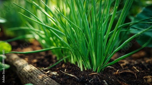 Fresh Chives Growing in Organic Soil under Bright Natural Light in a Vegetable Garden Setting