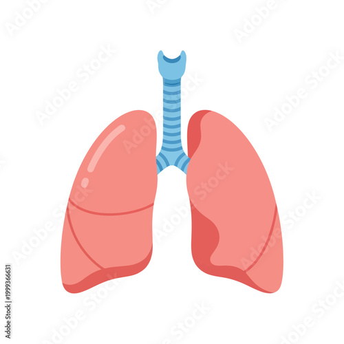 Human Lungs and Trachea Anatomy Illustration