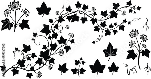 silhouette Ivy flower set, Ivy Vector, climbing ivy creeper branch isolated on white background vector illustration