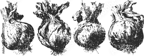 Four hand drawn vintage onions with roots and leaves black and white botanical sketch illustration