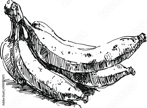 Three ripe bananas sketch hand drawn tropical fruit illustration with detailed texture and shading