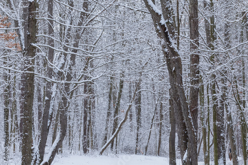 Принти на полотні Landscape of a snow flocked winter woods, Kellogg Forest, Michigan, USA