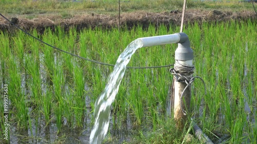 Clear Water Flowing into Green Rice Field from White Pipe Outdoors. Irrigation of rice fields using pump wells with the technique of pumping water from the ground.