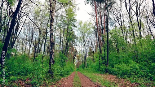 Forest road on windy day