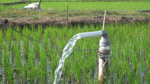 Clear Water Flowing into Green Rice Field from White Pipe Outdoors. Irrigation of rice fields using pump wells with the technique of pumping water from the ground.