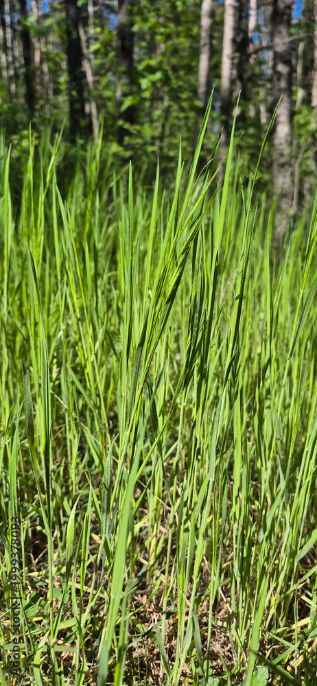 Obraz premium green grass background fresh and sunny