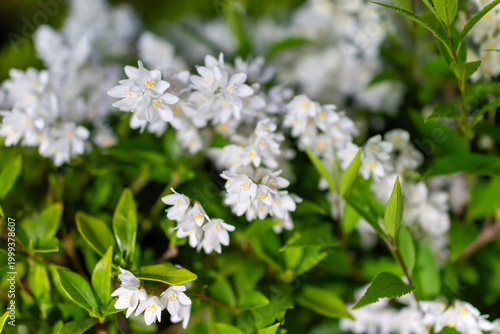 やわらかな緑に囲まれたウツギの花