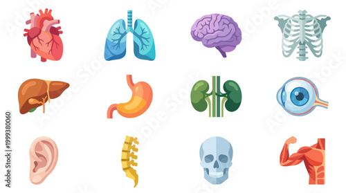 Medical Anatomy Human Organs Flat Vector Illustration Icons Set
