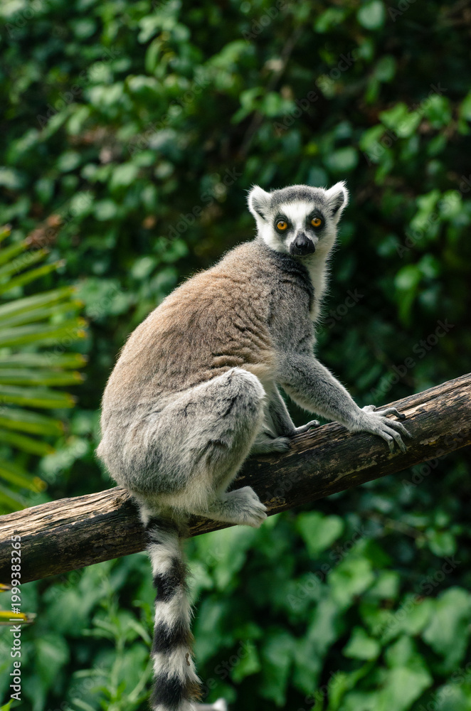 Fototapeta premium Ring-tailed lemur sitting on a tree branch