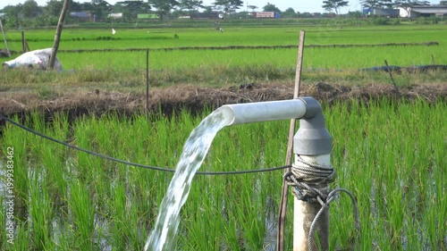 Clear Water Flowing into Green Rice Field from White Pipe Outdoors. Irrigation of rice fields using pump wells with the technique of pumping water from the ground.