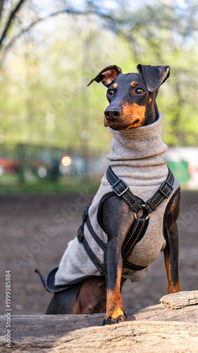 Foto Toy Manchester Terrier in Fleece Coat Sitting in Park