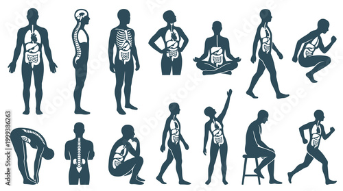 Human Anatomy Medical Glyphs: Internal Organs  Skeleton, People in Various Poses Flat Style