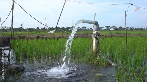 Clear Water Flowing into Green Rice Field from White Pipe Outdoors. Irrigation of rice fields using pump wells with the technique of pumping water from the ground.