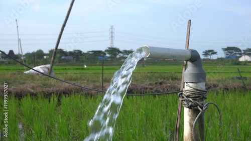 Clear Water Flowing into Green Rice Field from White Pipe Outdoors. Irrigation of rice fields using pump wells with the technique of pumping water from the ground.