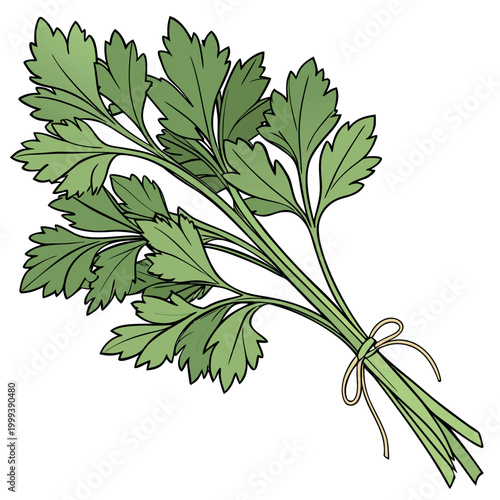 A flat vector illustration of a fresh bundle of green herbs tied together, with layered leaves in a clean modern style.
