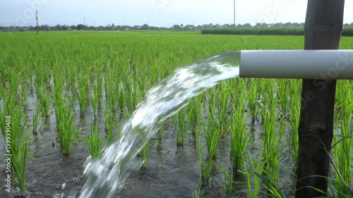 Clear Water Flowing into Green Rice Field from White Pipe Outdoors. Irrigation of rice fields using pump wells with the technique of pumping water from the ground.