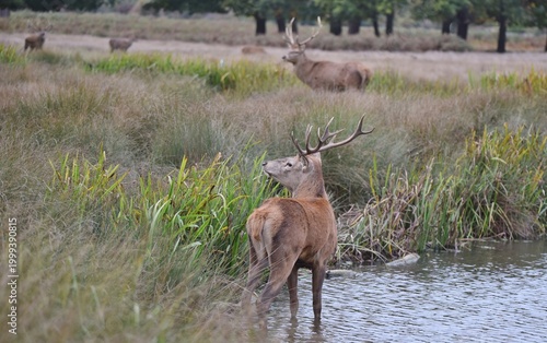 Slika na platnu A Red Deer Stag stood in water.