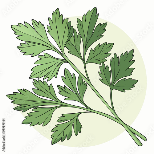 A flat vector illustration of a fresh bundle of green herbs tied together, with layered leaves in a clean modern style.