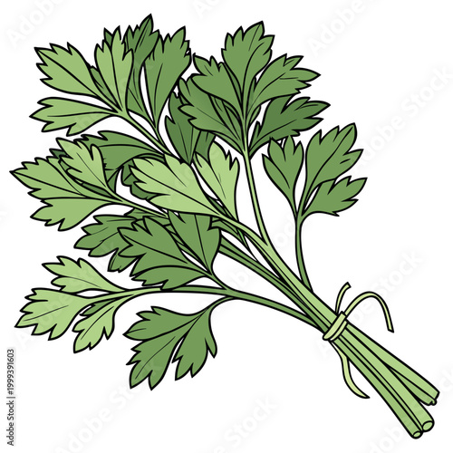 A flat vector illustration of a fresh bundle of green herbs tied together, with layered leaves in a clean modern style.